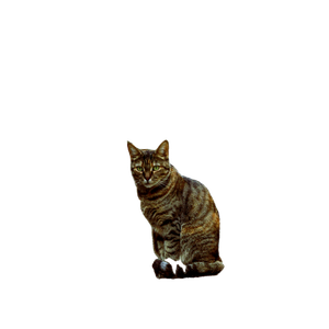 Tabby Cat Sitting In A Rustic Cobblestone Alley In Bursa, TüRkiye, Surrounded By Greenery. 15505 - Cat PNG image with transparent background